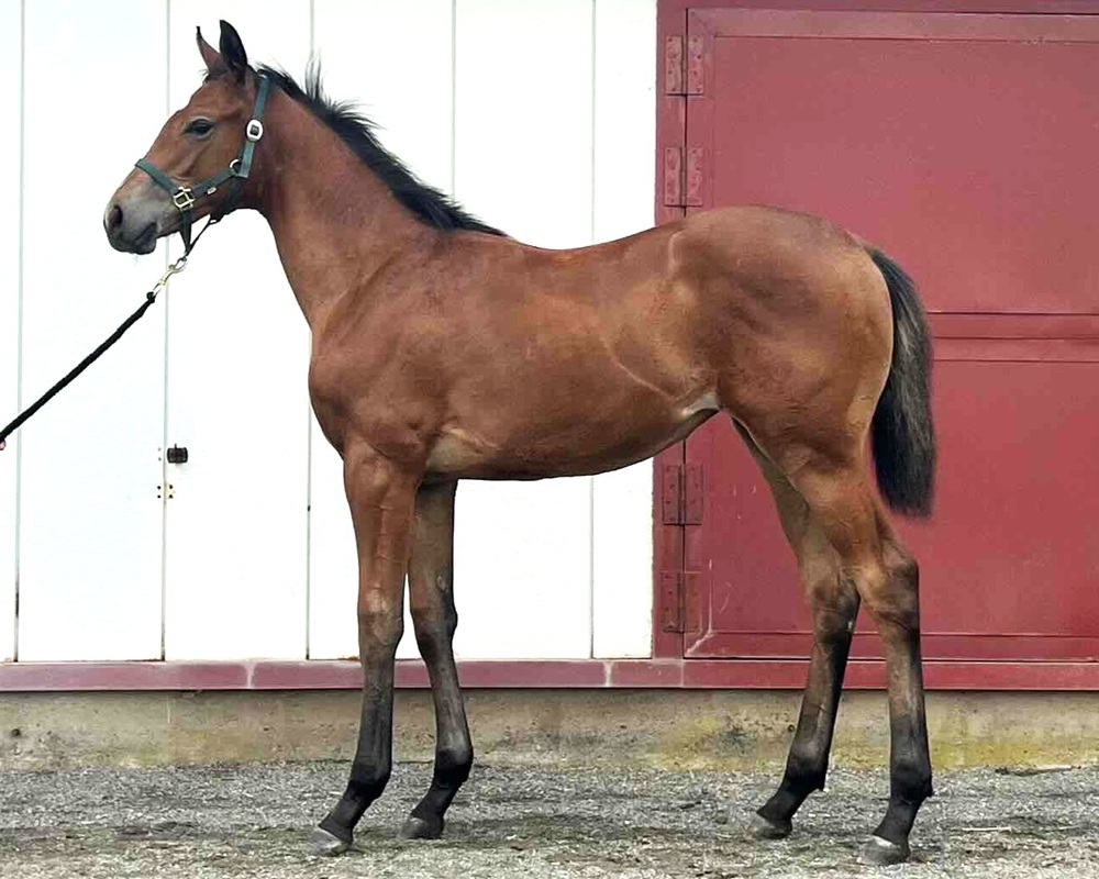 サラブレッドマーケット