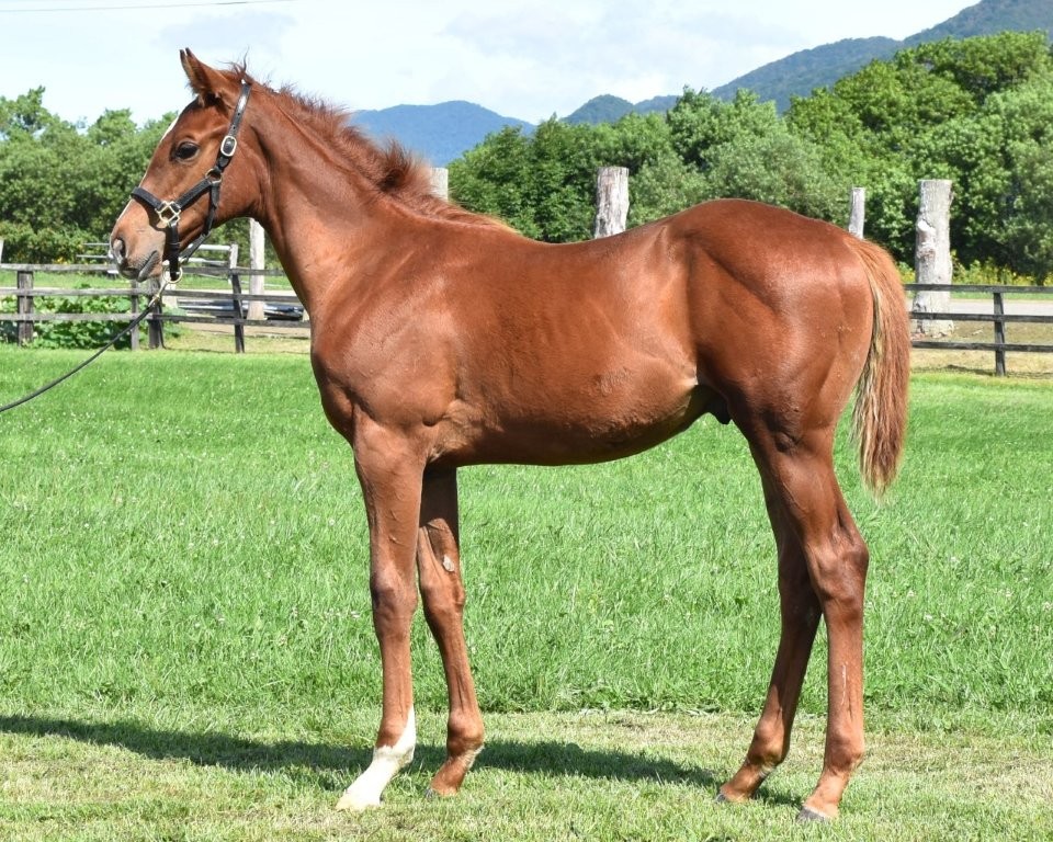 サラブレッドマーケット