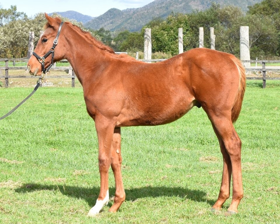 サラブレッドマーケット