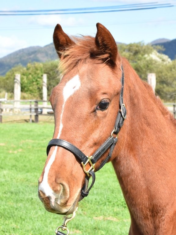 サラブレッドマーケット