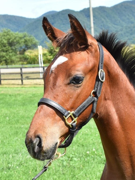 サラブレッドマーケット