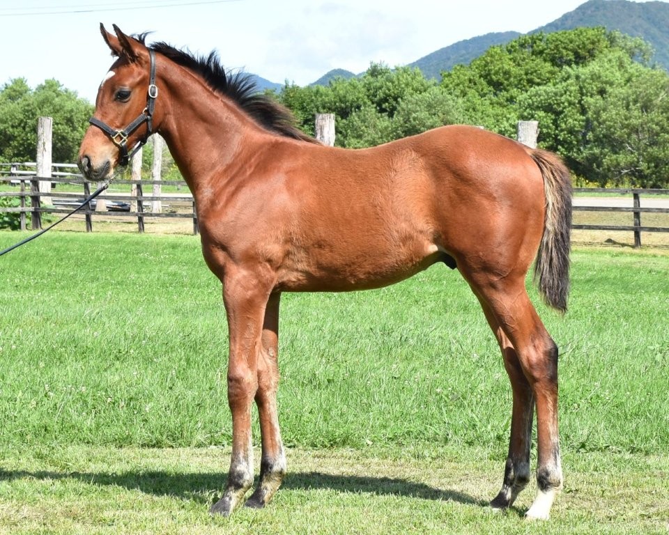 サラブレッドマーケット