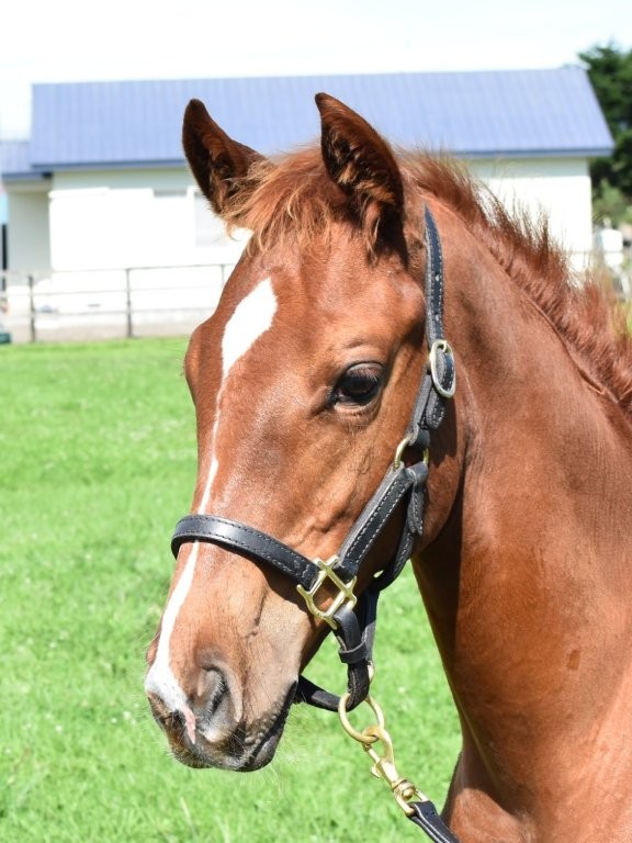 サラブレッドマーケット