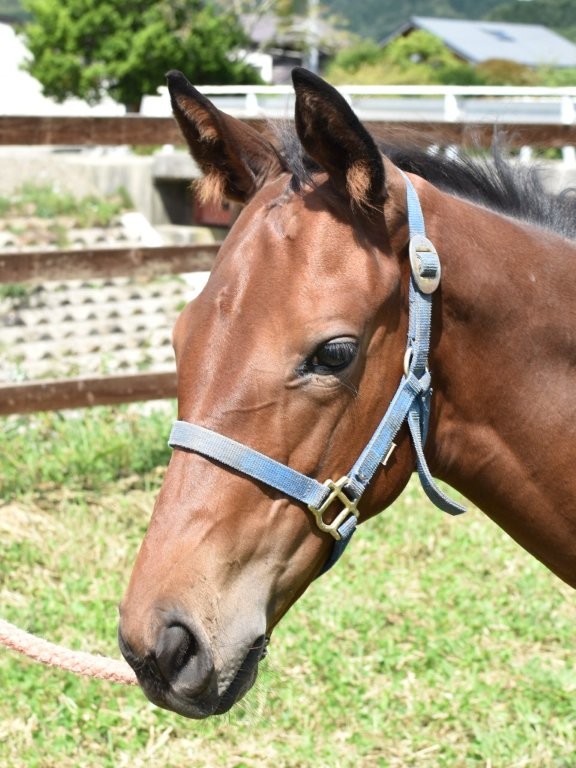 サラブレッドマーケット