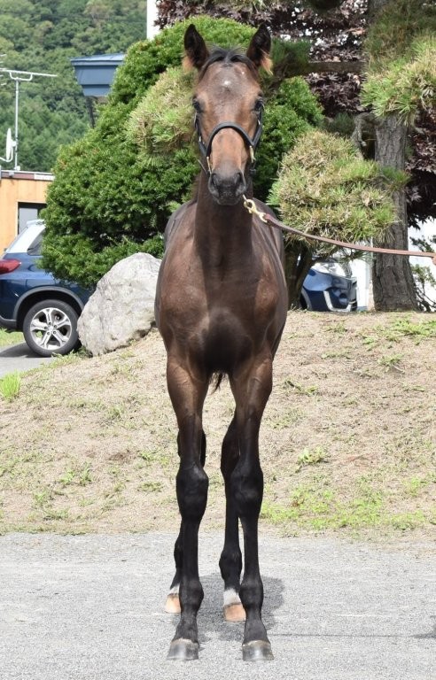 サラブレッドマーケット