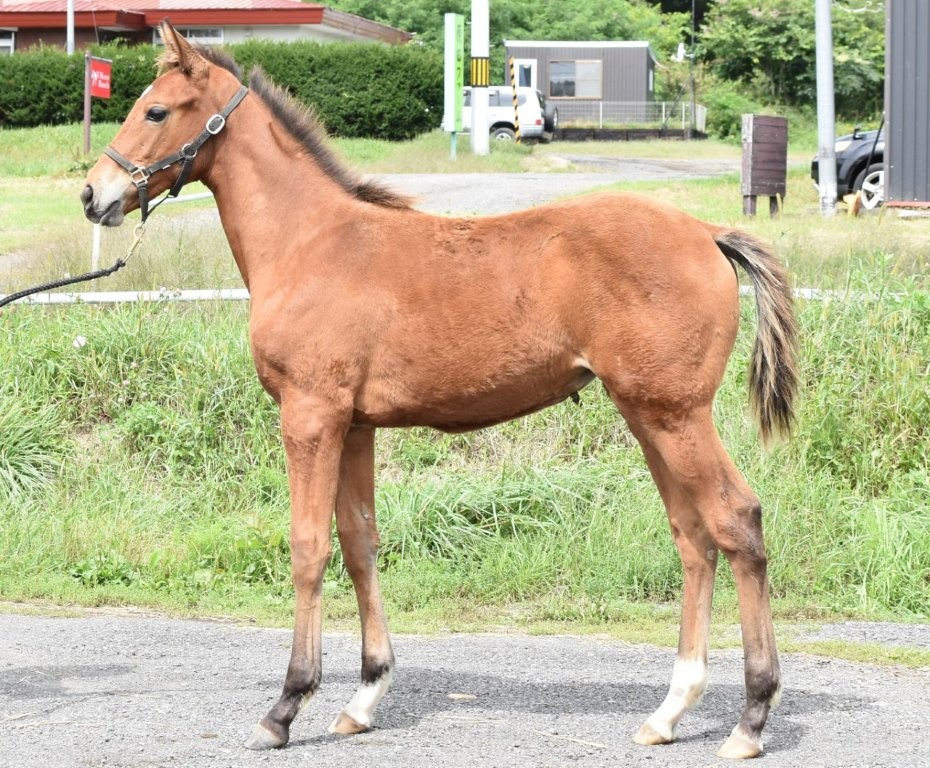 サラブレッドマーケット