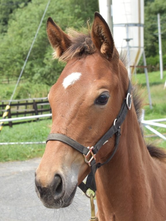 サラブレッドマーケット