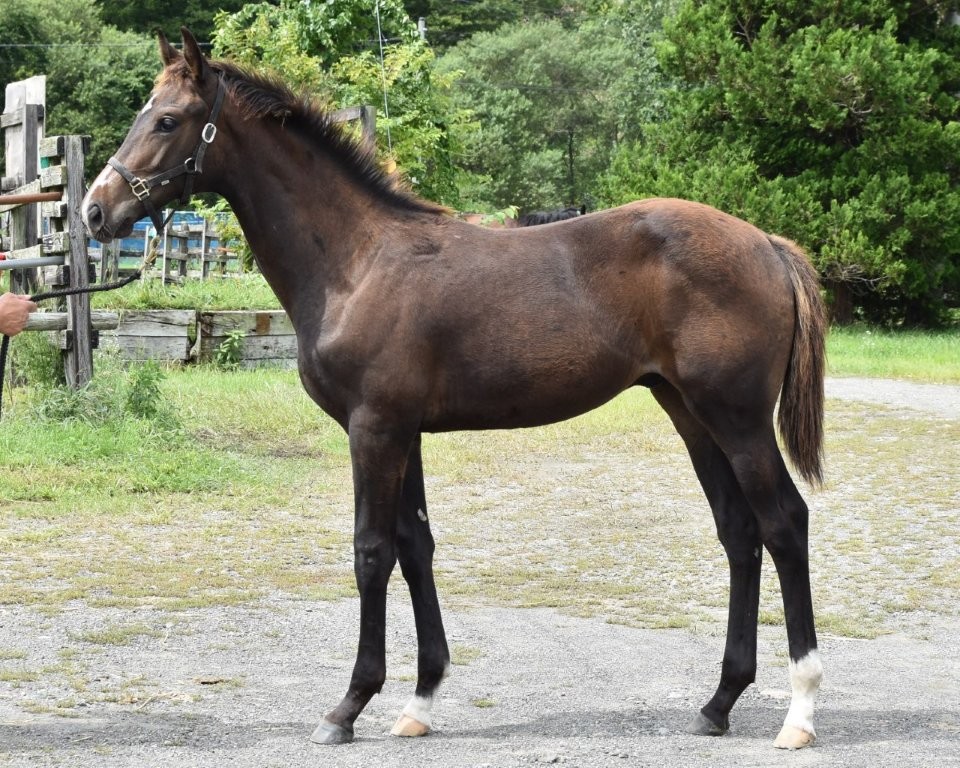 サラブレッドマーケット