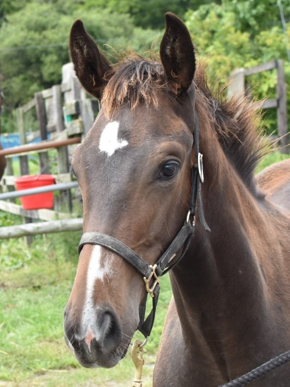 サラブレッドマーケット