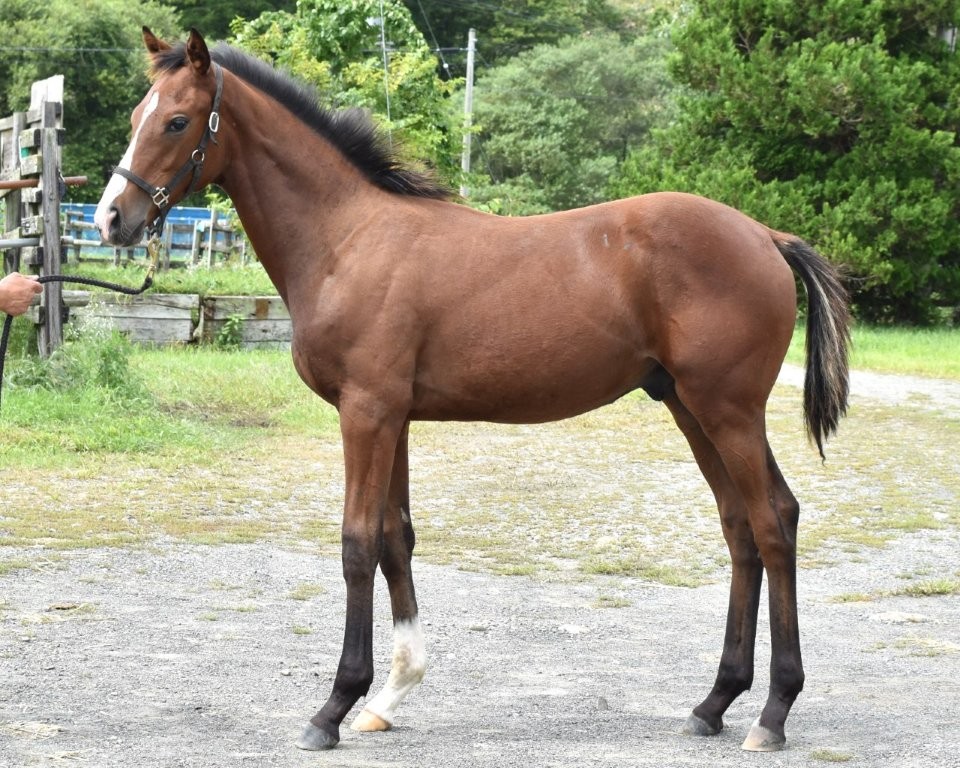 サラブレッドマーケット