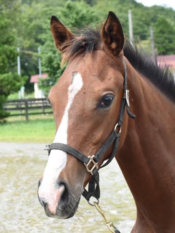 サラブレッドマーケット