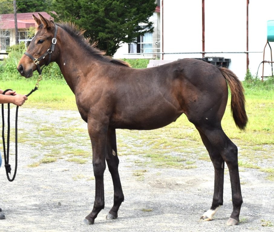 サラブレッドマーケット