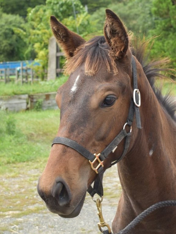 サラブレッドマーケット