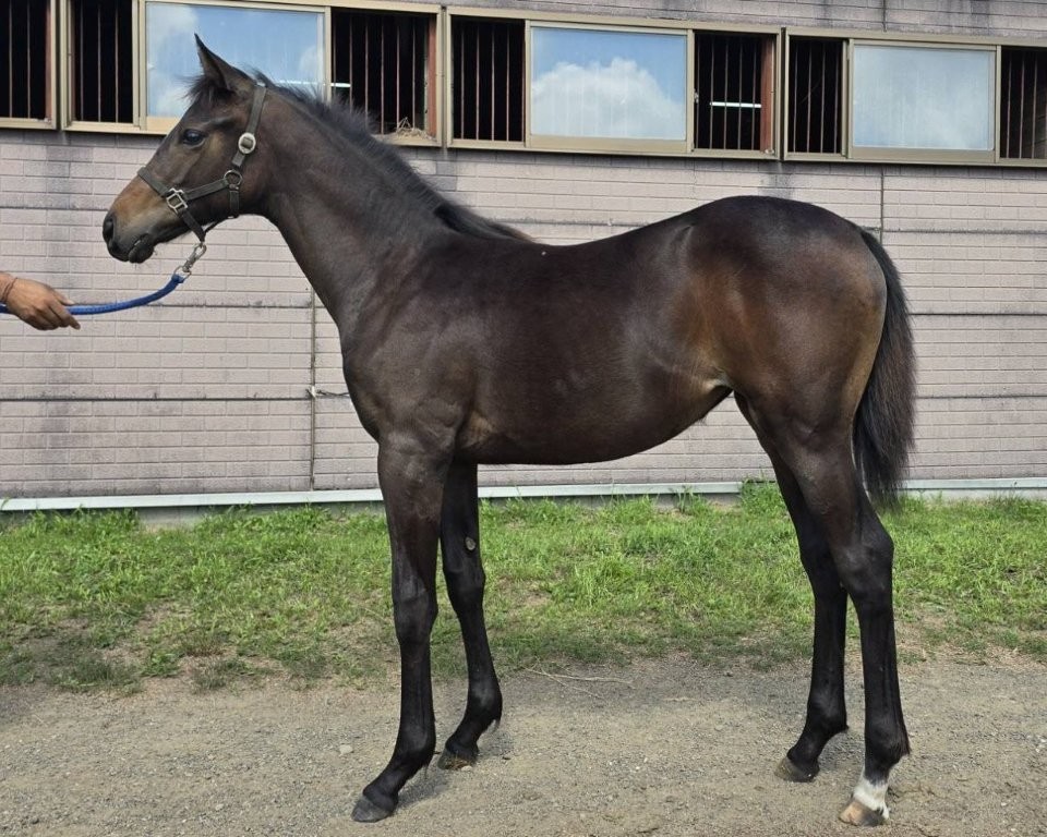 サラブレッドマーケット