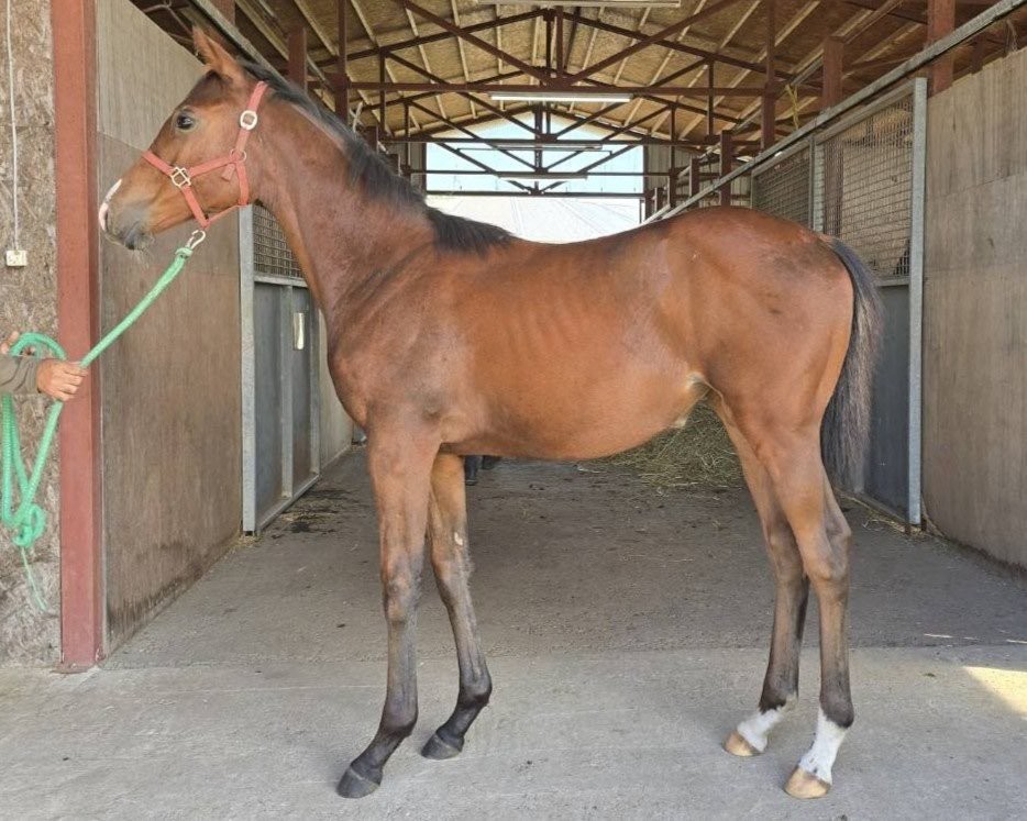 サラブレッドマーケット