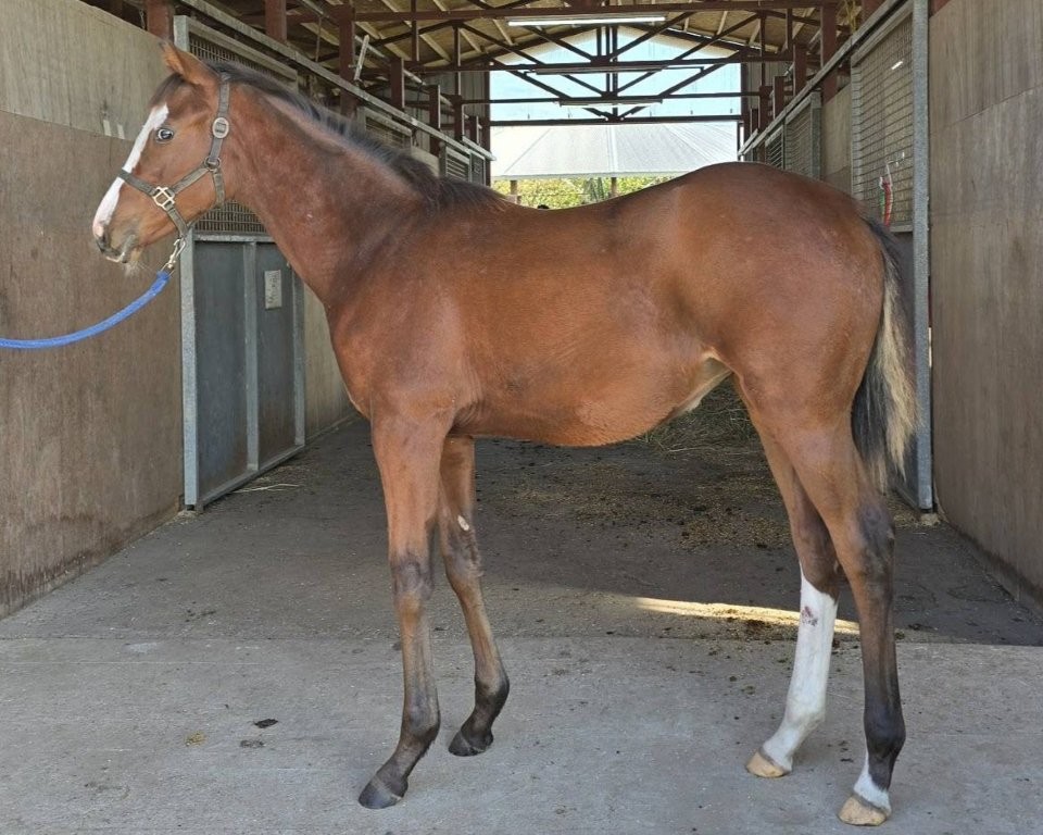 サラブレッドマーケット