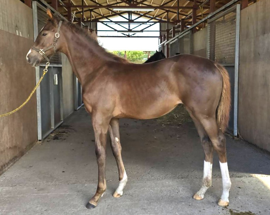 サラブレッドマーケット