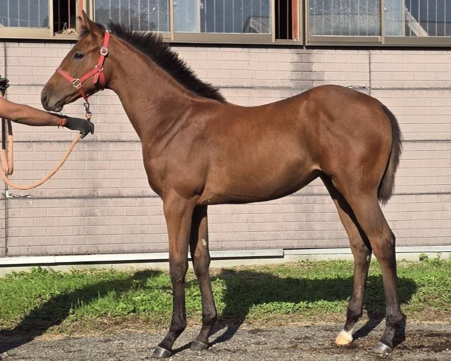 サラブレッドマーケット