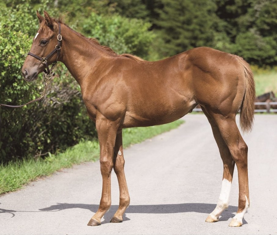 サラブレッドマーケット