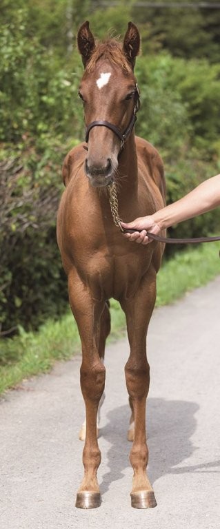 サラブレッドマーケット