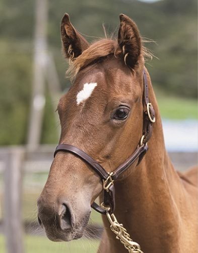 サラブレッドマーケット