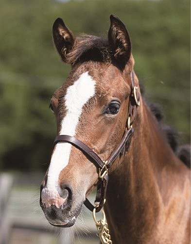 サラブレッドマーケット