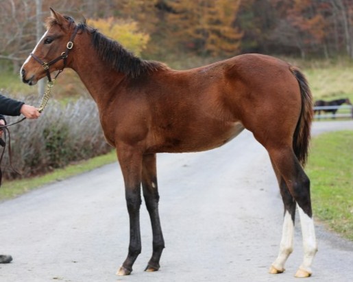 サラブレッドマーケット