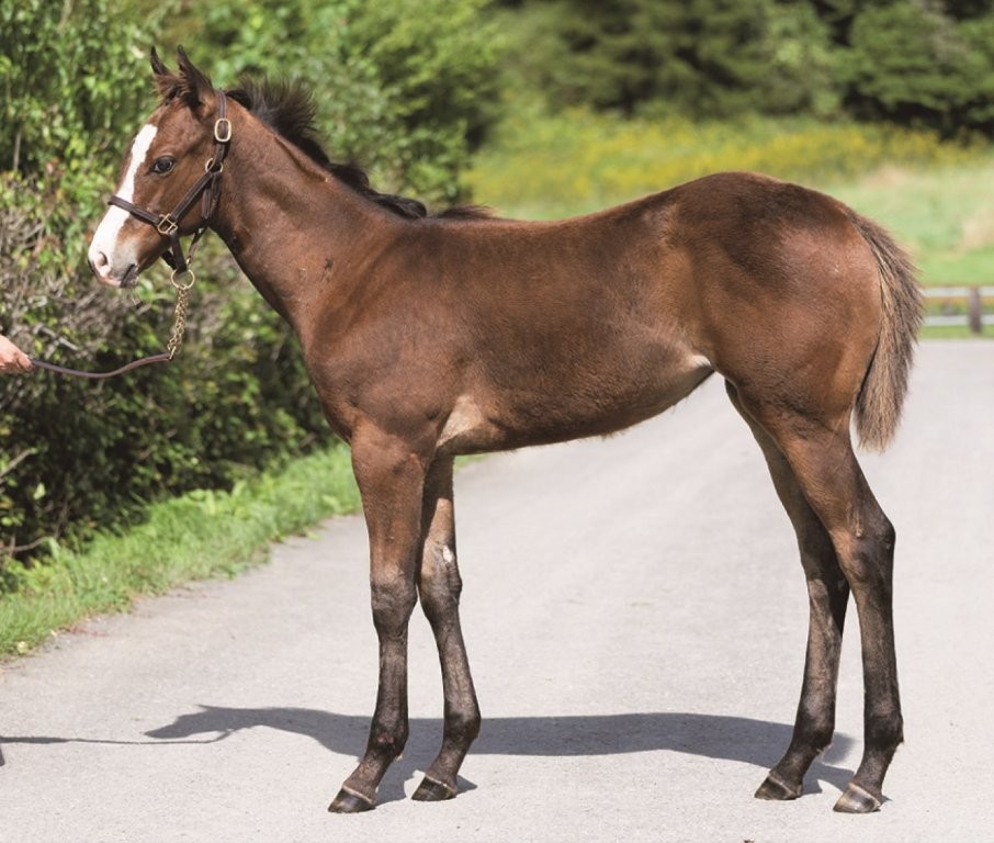 サラブレッドマーケット