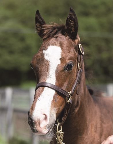 サラブレッドマーケット