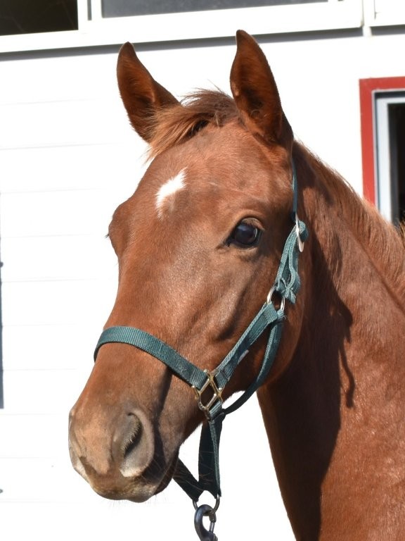 サラブレッドマーケット