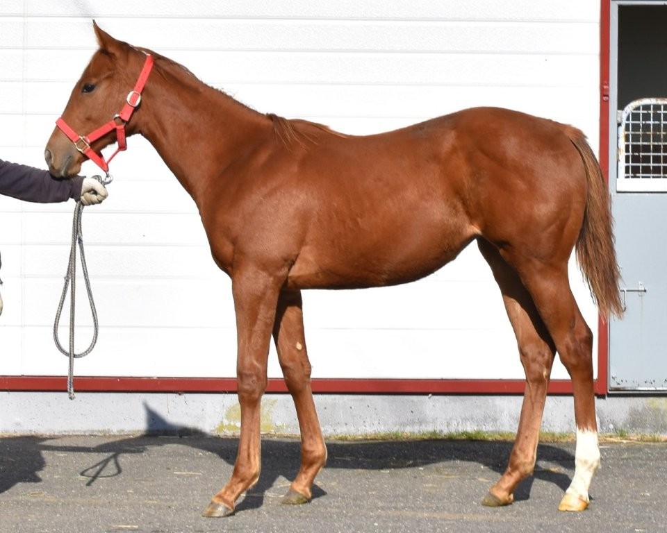 サラブレッドマーケット