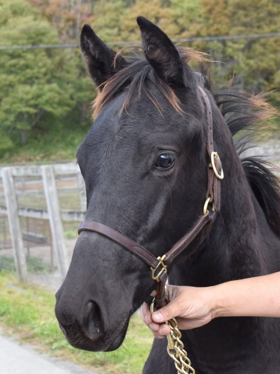 サラブレッドマーケット