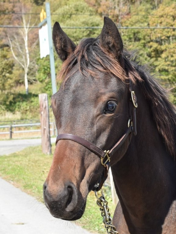 サラブレッドマーケット