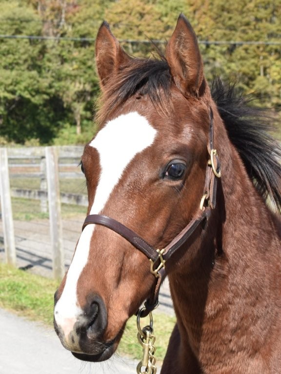 サラブレッドマーケット