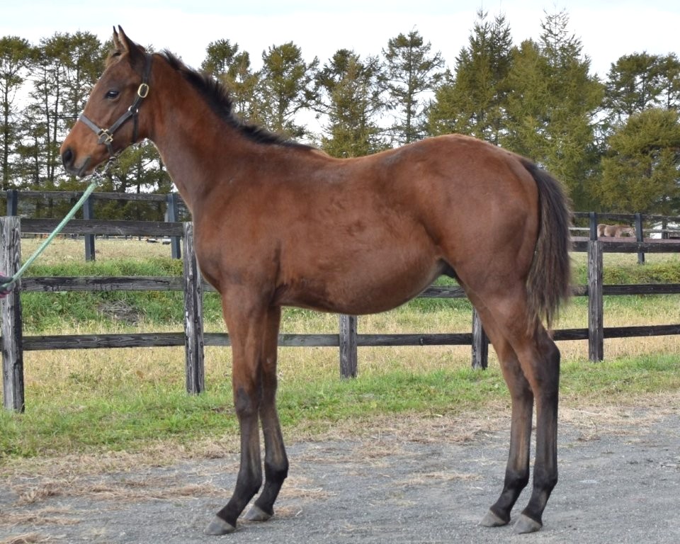 サラブレッドマーケット