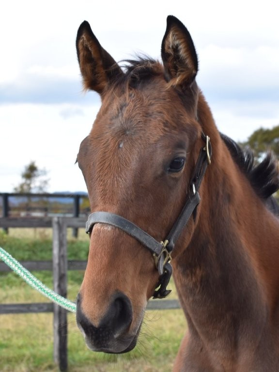 サラブレッドマーケット