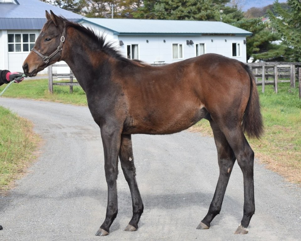 サラブレッドマーケット