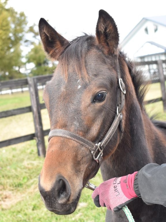 サラブレッドマーケット