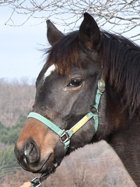 サラブレッドマーケット