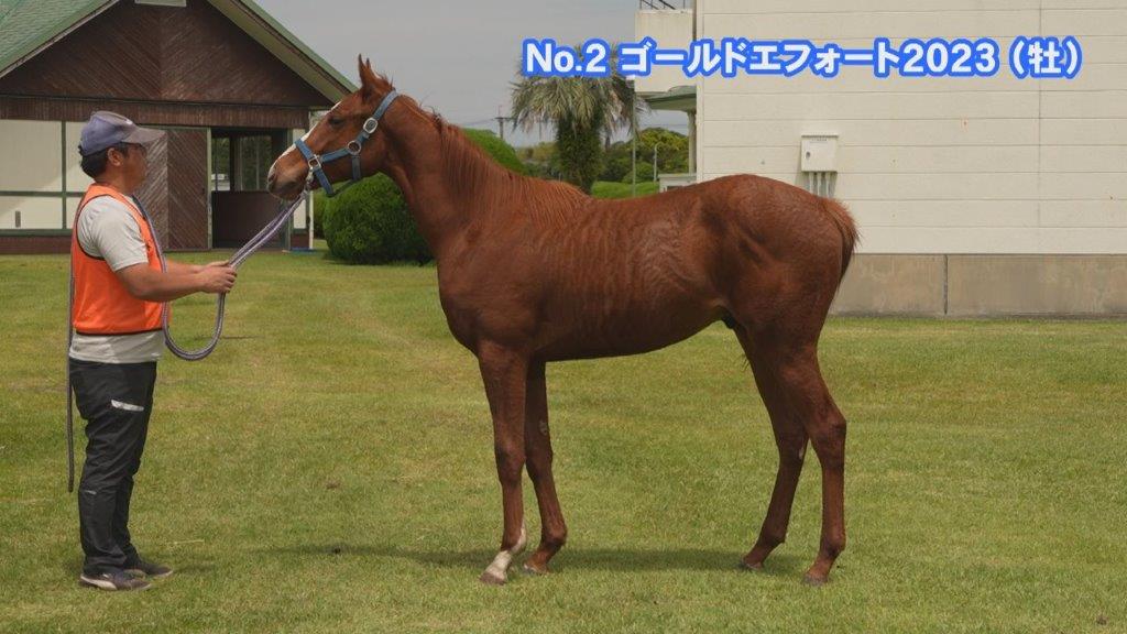 サラブレッドマーケット