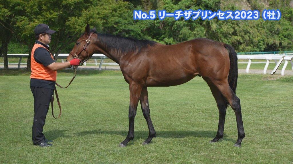 サラブレッドマーケット