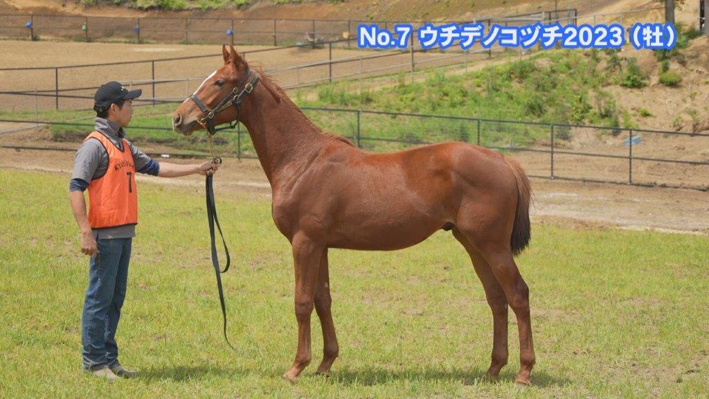 サラブレッドマーケット