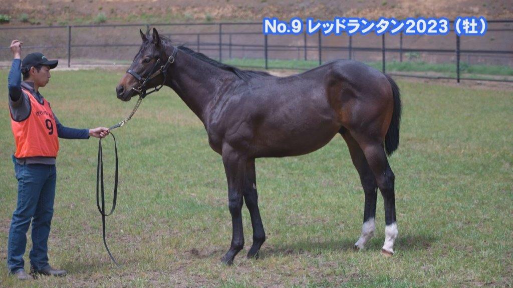 サラブレッドマーケット