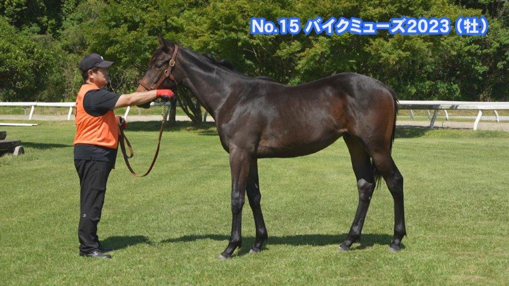 サラブレッドマーケット