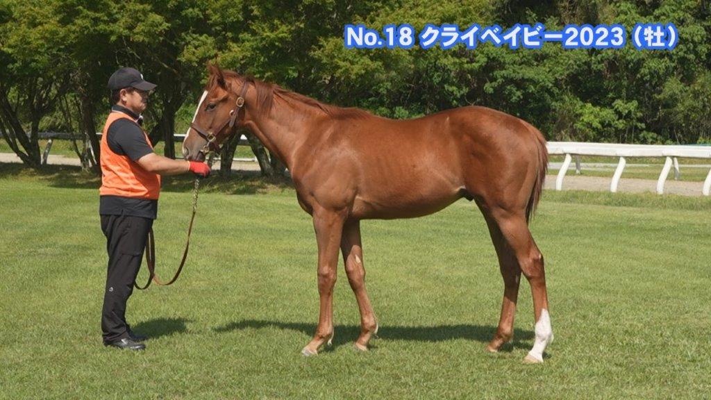 サラブレッドマーケット