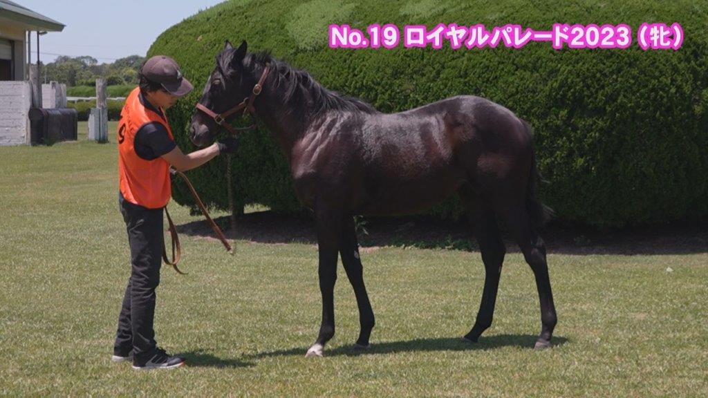 サラブレッドマーケット