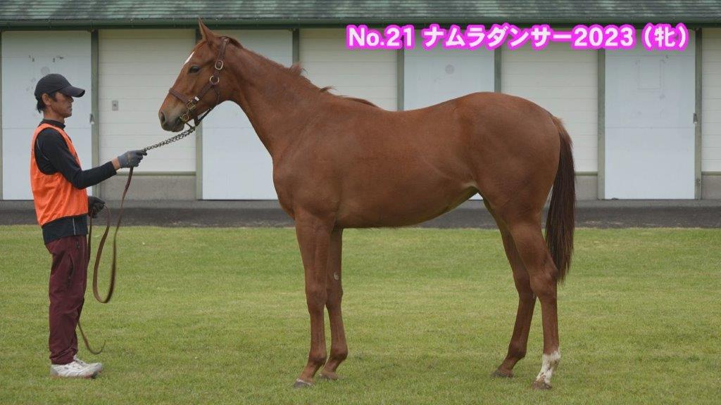 サラブレッドマーケット