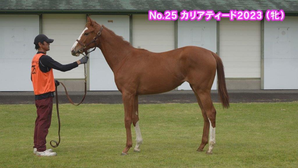 サラブレッドマーケット