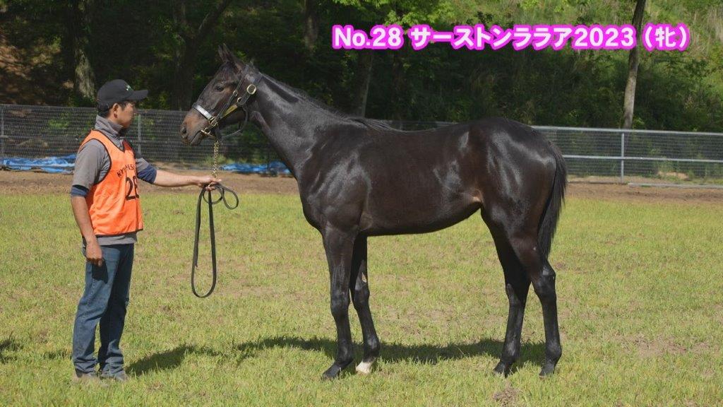 サラブレッドマーケット