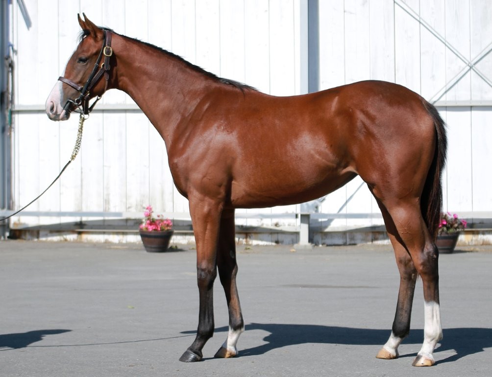 サラブレッドマーケット